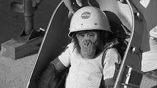 The sad story of Ham, the first animal astronaut!!