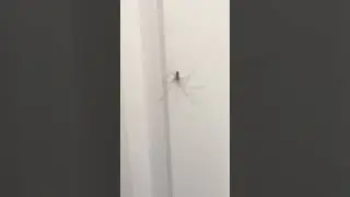 Spider FLIES Into Guys Mouth! 😱