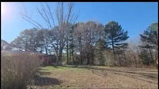 HUGE dead tree clean-up and haul off