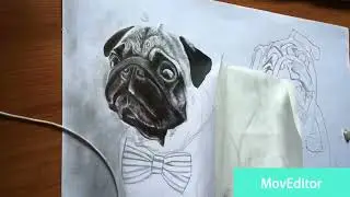 realistic dogs drawing time-lapse