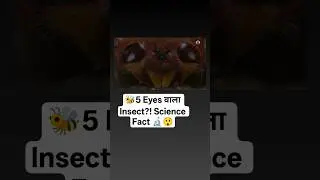 मधुमक्खी की 5 आँखें होती हैं? 🐝😲 | Science Fact in Hindi#Madhumakhi #BeeFacts #ScienceFactHindi #Bee