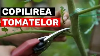 COPILIREA ROSIILOR/TOMATELOR | ELIMINA 99% DIN BOLI + CRESTE PRODUCȚIA