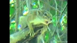 squirrelalarm a very loud squirrel in Africa