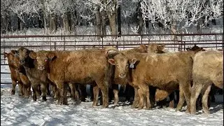 Turtleview Livestock - 750# January Delivery Steers - 77 Head (Goodlands, MB) VBP+