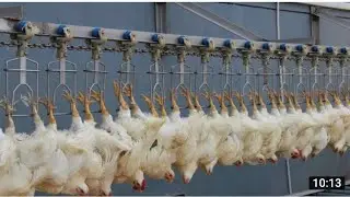 Incredible Chicken Processing plant Modern  technology