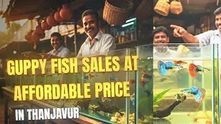 Fancy guppy Contact 7904708241 To Order  In Thanjavur 💯#guppy#guppyfish#keralaguppy#importedguppyfis