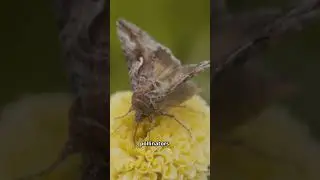 Цветы, которые светятся только ночью!