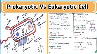 Differences between Prokaryotic & Eukaryotic cell | Cell Biology | Class 11