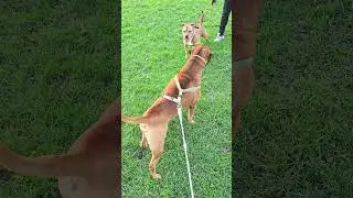 Tosa Inu vs. Amstaff@nengoim