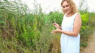 DOBRE ZIOŁO odc.2, ŻMIJOWIEC ZWYCZAJNY | Marzena Andrzejewska, HIPOALERGICZNI