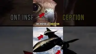 Voici l oiseaux le plus rapides du monde