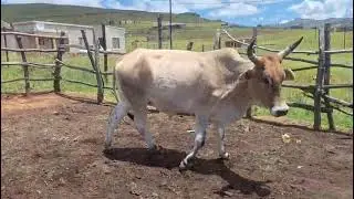 25.   1 x Trade Ox 650kgs