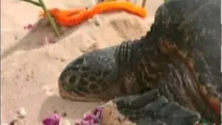 Turtle found slaughtered Will Make You Cry