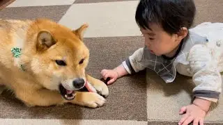 だんだん兄弟っぽくなってきた柴犬と赤さん