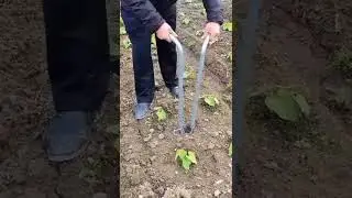 trans planting#new technic.