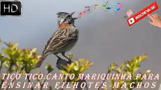 Canto de Tico Tico Mariquinha Para Ensinar Filhotes Machos