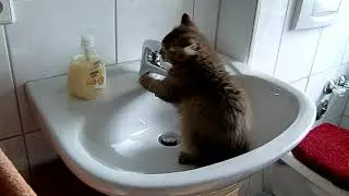 Britisch Langhaar Kitten hat im Waschbecken jede Menge Spass!
