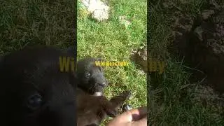 Randomly  I found black bear cub seprated from it's mother