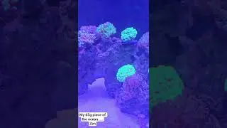 #Reefing #ReefLife #ReefKeeper #MyZen #DeSoDoShrimpSticks #DuncanCoral #PistolShrimp #Euphyllia