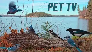 Cat TV - Birds at the Lake 🪺 Relaxing Nature for Dogs, Cats, & People