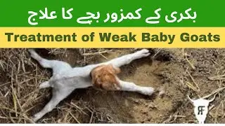Treatment of Weak Baby Goats | Kamzor Bakri ka Ilaj | Farming with GSTAR