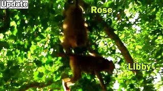 Seriously attacking with bad emption! Monkey Rose attacking Libby for rescue baby Rainbow