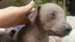 Peruvian Puppy Can't Get Enough Pets