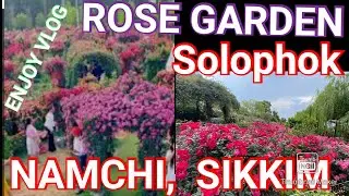 Rose 🌹 💐 Garden Solophok, NAMCHI SIKKIM,  नाम्चि, सिक्किम  #NAMCHI