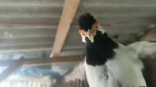 JALAK SUREN 🧠 MENTAL GAK MAEN-MAEN 