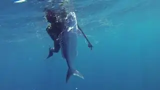 Western Australia Reef Spearfishing