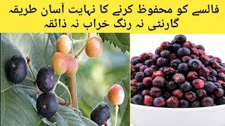 Falsa store karne ka tarika ||How to store phalsa for long time فالسے کو محفوظ کرنے کا طریقہ #hamda
