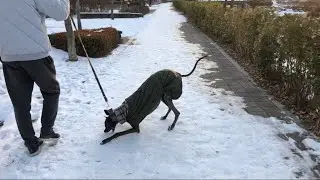 Greyhound ‘s happy walk