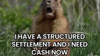 structured settlements|annuity|structured settlement annuity