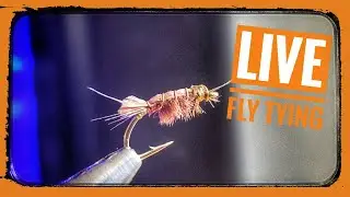 Fly Tying with Nimby! Flash Back Scud. Techniques and Materials to catch more Trout.
