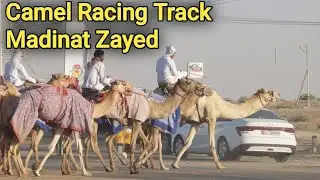 Al Dhafra Camel Race Track Madinat Zayed Part 3