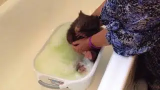 Treating a baby wombat with mange