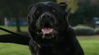 Dash, the recent rescue | Chewy commercial