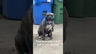 Denver Argues with Referee #dog #shorts #pets