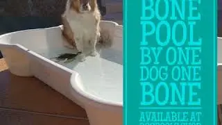 Bone Pool by One Dog One Bone