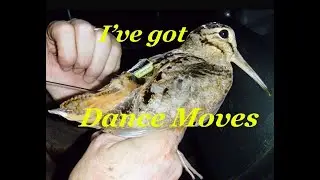Woodcock Bird dances thru Life