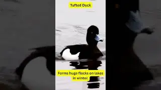European Birds  &ndash;  Tufted Duck