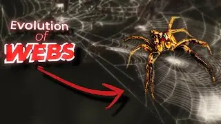 The Evolution of Webs