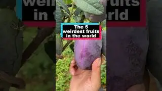 Top 5 Weirdest Fruits In The World 🤯