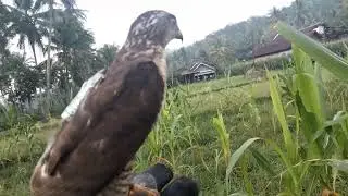 hunting emprit with acipiter gularis #berburu  #makan