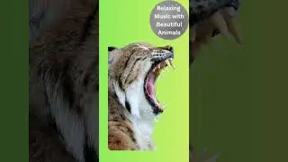 #41 Relaxing music with beautiful animals - New Series #wildlife #animals #meditation #mindfulness
