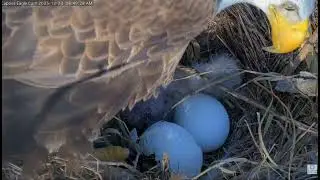 Captiva Eagle- Bieliki  -  Connie & Clive Gratulacje ! Witamy CE14🐥🌹🍀🥚🌹🍀 23/12/2025