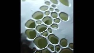 Organic Form Study by TerraLiving Ft. Synapse Design Language