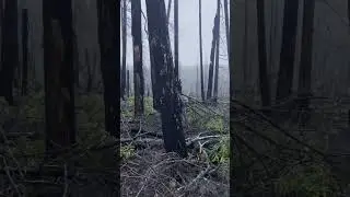 Scouting a Burned Ridge for Mule Deer | Oregon Cascade Range