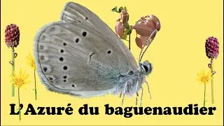 &laquo;Cultiver&raquo; des papillons dans les vignes