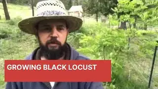 Growing Black Locust in a Permaculture System